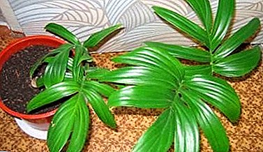 Spectacular liana with large leaves - Rafidofora: photos and tips for care