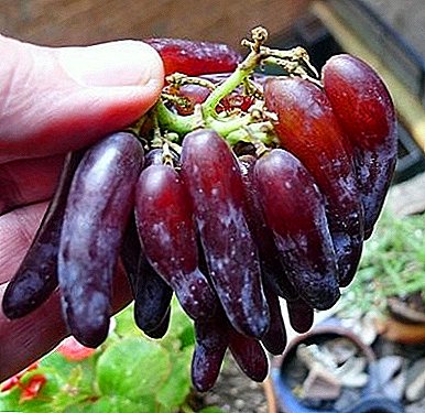 Spectacular variety comes from California: "Witch fingers" grapes