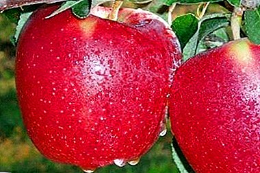 Spectacular outwardly greetings come from America - the variety of apple trees Starkrimson