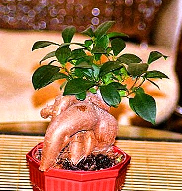 Spektakuläre Zimmerpflanze - Ficus "Microcarp"