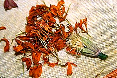 Saving the budget: how to collect marigold seeds and not buy them?