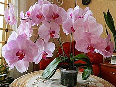 Exotic orchids in the house! Can the plant be planted in ordinary land?