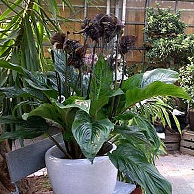 Exotic Flower Tacca Chantrier or Black Lily: Legendary Beauty