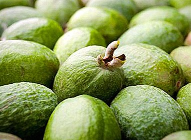 Exotic feijoa: growing at home, outdoors, as it grows and blooms, reproduction and photo