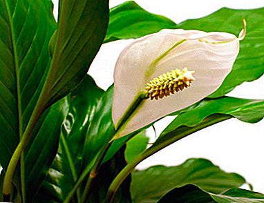 Exotic handsome man from tropical forests - Spathiphyllum Sweet Chico. Features of the form and care