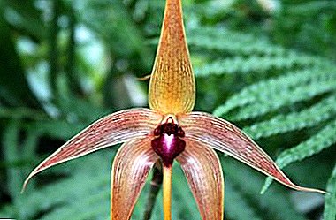 エキゾチックな家の植物 - とても美しい蘭のBulbofillum：写真、人気のある品種と手入れの説明