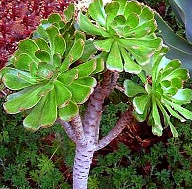 Planta exótica del sur Eonium: sus especies, propiedades medicinales y su cuidado.