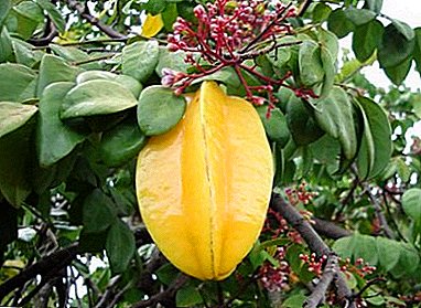 Árbol exótico de carambola, ¿qué es? Uso de la fruta, beneficios y cuidados.