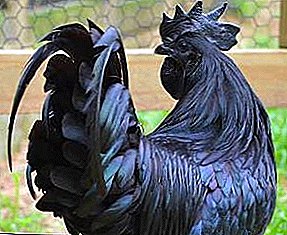 Negro exótico de Indonesia - pollos Ayam Tsemani