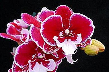Belleza elegante - Phalaenopsis Big Lip. Secretos del cuidado y foto de la flor.