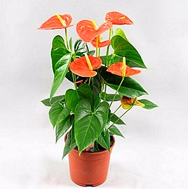 Elegant Andre Anthurium - a plant aristocrat