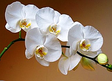 Elegant and luxurious flower - white orchid. Home care and plant photos