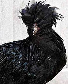 The elite breed known since ancient times - hens Krevker