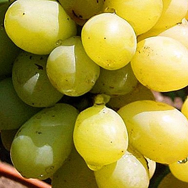 Elite grapes for the northern regions - a variety of "New Century"