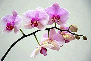 Om orkidén är "lat" - hur får man blomma? 9 viktiga regler