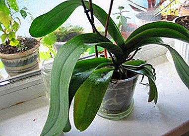 Hvis orkidéen har bleknet - hva skal jeg gjøre med det videre, hvordan organisere omsorg?