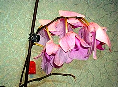 Ak má orchidea opálové kvety: prečo sa to deje a ako pomôcť rastlinám?