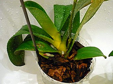 If the orchid turns yellow stem: what is the danger to the plant and how to save it?