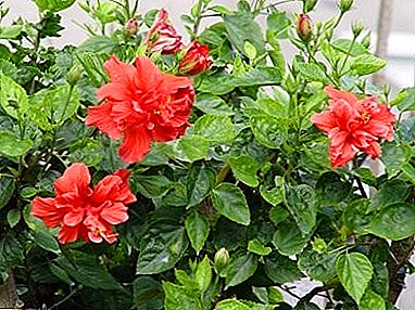 If hibiscus is sick: Chinese rose disease, treatment methods