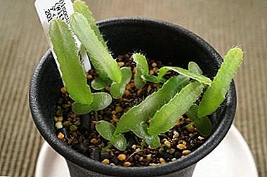 هذا الفذة "Aporocactus" (Dysocactus): أنواع وصور النباتات