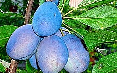 This variety is good fresh, dried and canned - Stanley plum