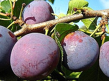 This variety loves water and heat, gives rich harvests - “Start” plum