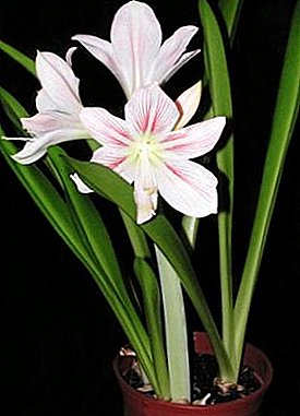 Euharis (Amazon lilja) ei kukkaa, samoin kuin muut vaatimattomat kasvit