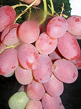 Viticultores favoritos da Ucrânia - uma variedade de uva Ruby aniversário