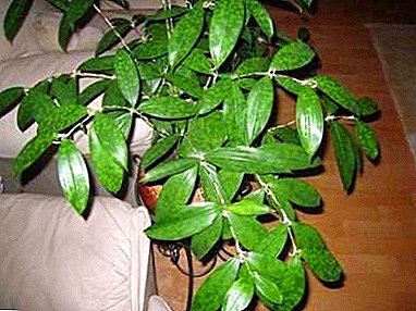 Ficus - a plant vulnerable to winter