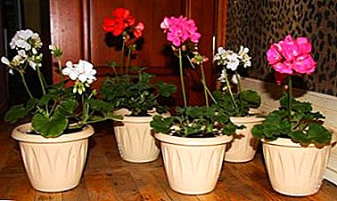 Forming a beautiful geranium: when and how to properly trim a plant, how to care for it?