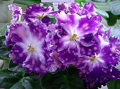Foto y descripción de las violetas del criador Evgeny Arkhipov - "Egorka bien hecho", "Acuario" y otros