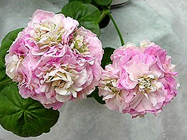 Photos and features of the cultivation of Pelargonium Pak Viva. Browse popular varieties - Rosita, Madeline and Carolina