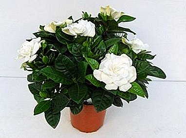 Gardenia en forma de jazmín - esplendor blanco de flores entre el follaje verde oscuro