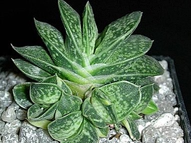 Gasteria is an unpretentious exotic guest.
