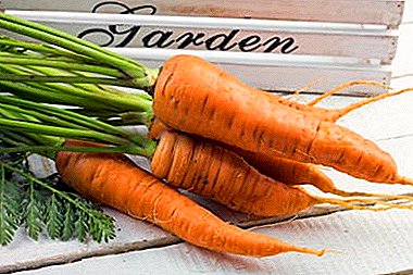 Wo und wie kann man Karotten für den Winter in einer Wohnung sparen?