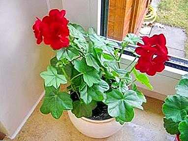 Geranium blooms, and the leaves do not grow - why does this happen and how to avoid it?