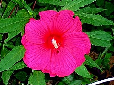 Swamp hibiscus - a perennial evergreen shrub in your garden!