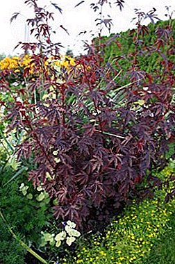 赤い葉のハイビスカス（酸っぱい）：成長と特徴