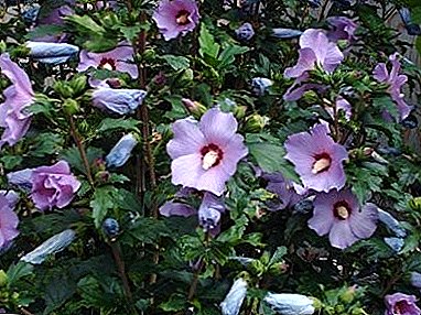 Hibiscus de jardín: belleza y beneficios en una sola planta!