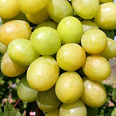 Hybrid Kraynova V.N. Blagovest grapes: main characteristics, variety description and photo