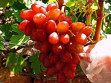 Hybrid of red and nutmeg varieties "Delight" - "Aladdin" grapes