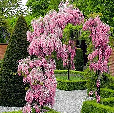 Wisteria - smart and not capricious! All the secrets of flowering