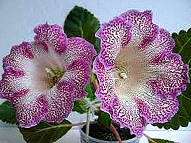 Gloxinia in the rest period. How to keep a tuber until spring?