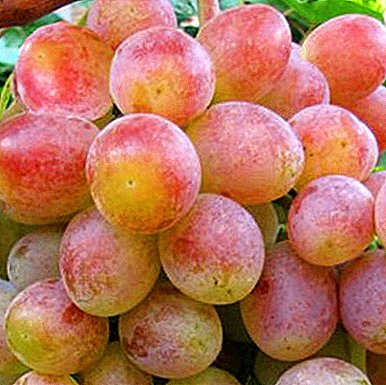 Гордість Причорномор'я - сорт винограду «Пам'яті хірурга»