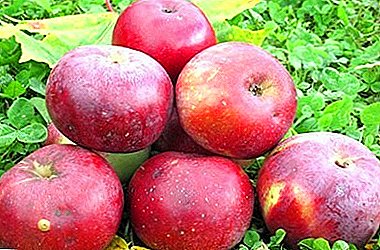 O orgulho do Jardim Ural é a maçã Anis Sverdlovsk
