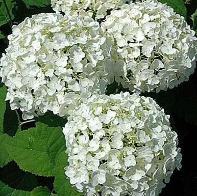 Pokok hidrangea Annabelle - hiasan salji putih laman web anda