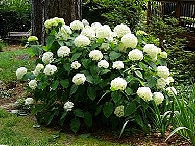 Hortensie baumähnlich in Ihrem Garten - Anpflanzen und Pflege, Beschneiden und Züchten