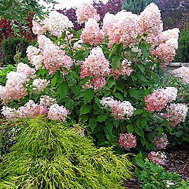 Hortensia paniculata grandiflora - ميزات الرعاية والتكاثر في مؤامرة الحديقة