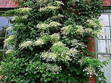 Hydrangea curly (petiolate, climbing) - a hedge in your garden!