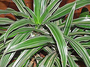 Guest from the tropics in every house - Dracaena Derimskaya